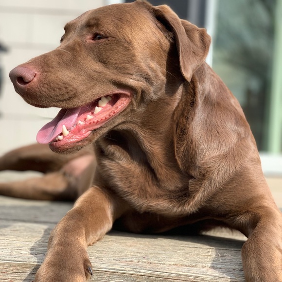 Meet your Posher, Samantha - Picture 1 of 1